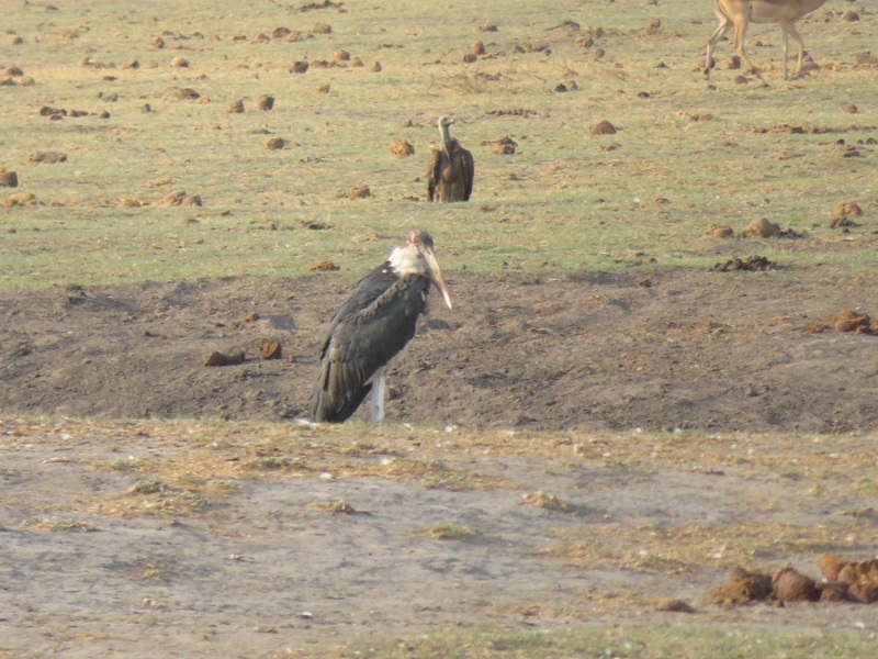 stork.jpg
