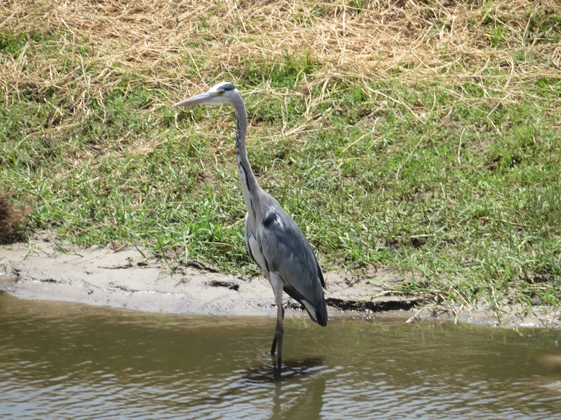 heron.jpg